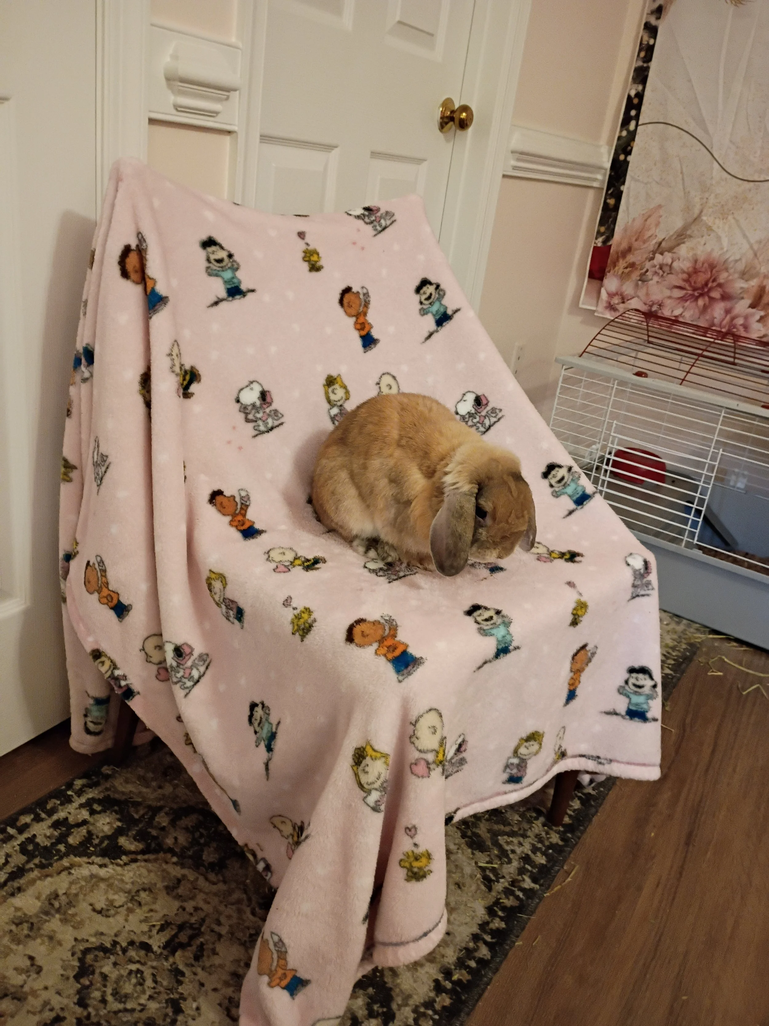 A brown rabbit is sitting on a pink blanket with Peanuts characters draped over a chair, in a room with a door, wall, and wire cage in the background.