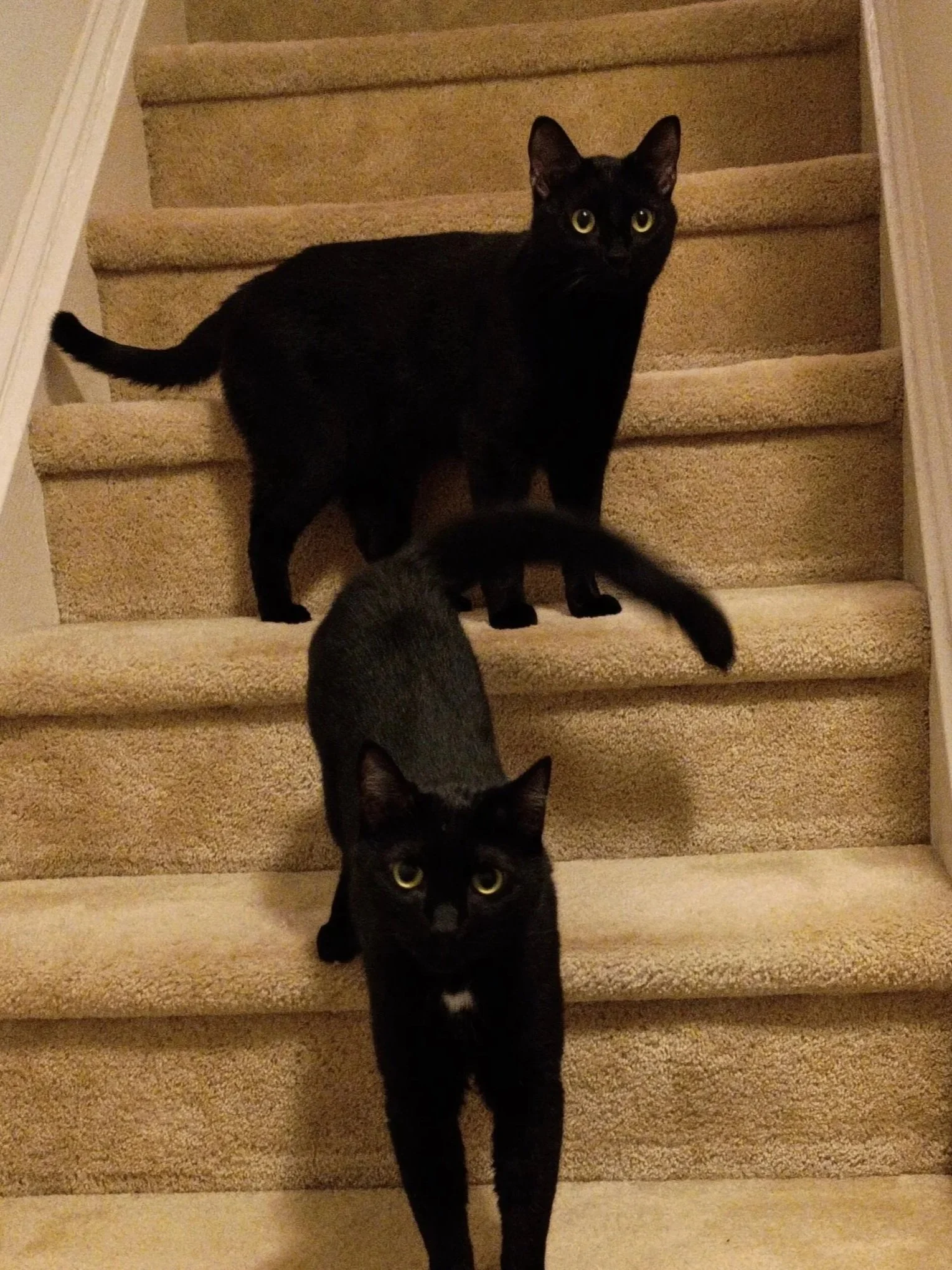 Two black cats on carpeted stairs, one looking at the camera and the other walking towards it.
