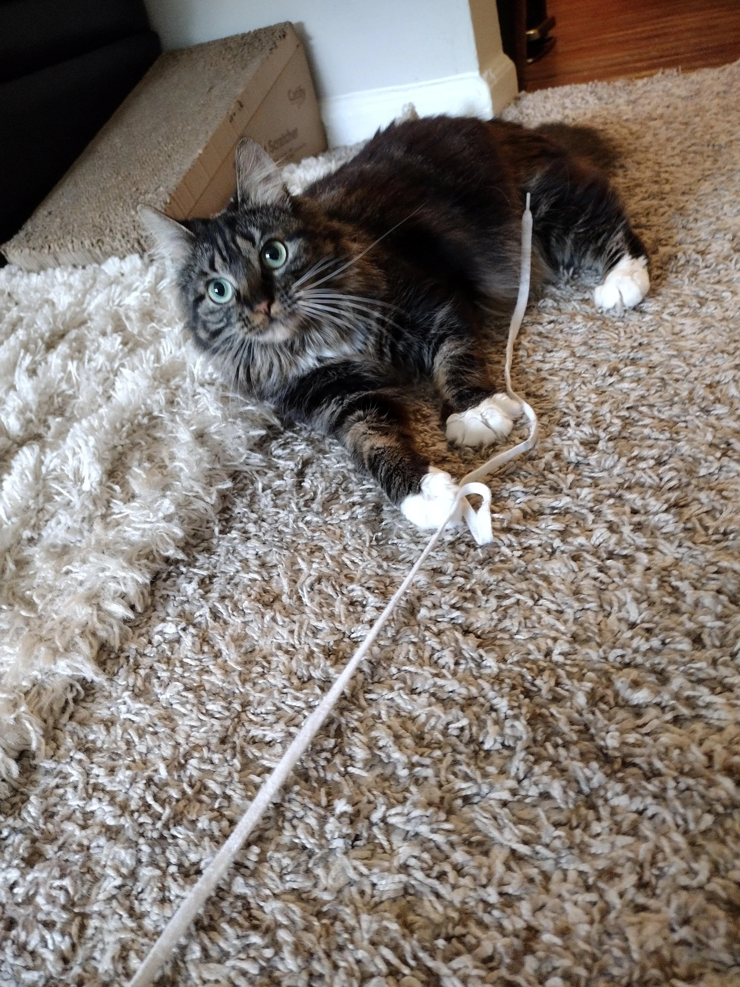 A tabby cat with white paws and chest lying on a beige carpet, holding a string with one paw, looking up with wide green eyes.