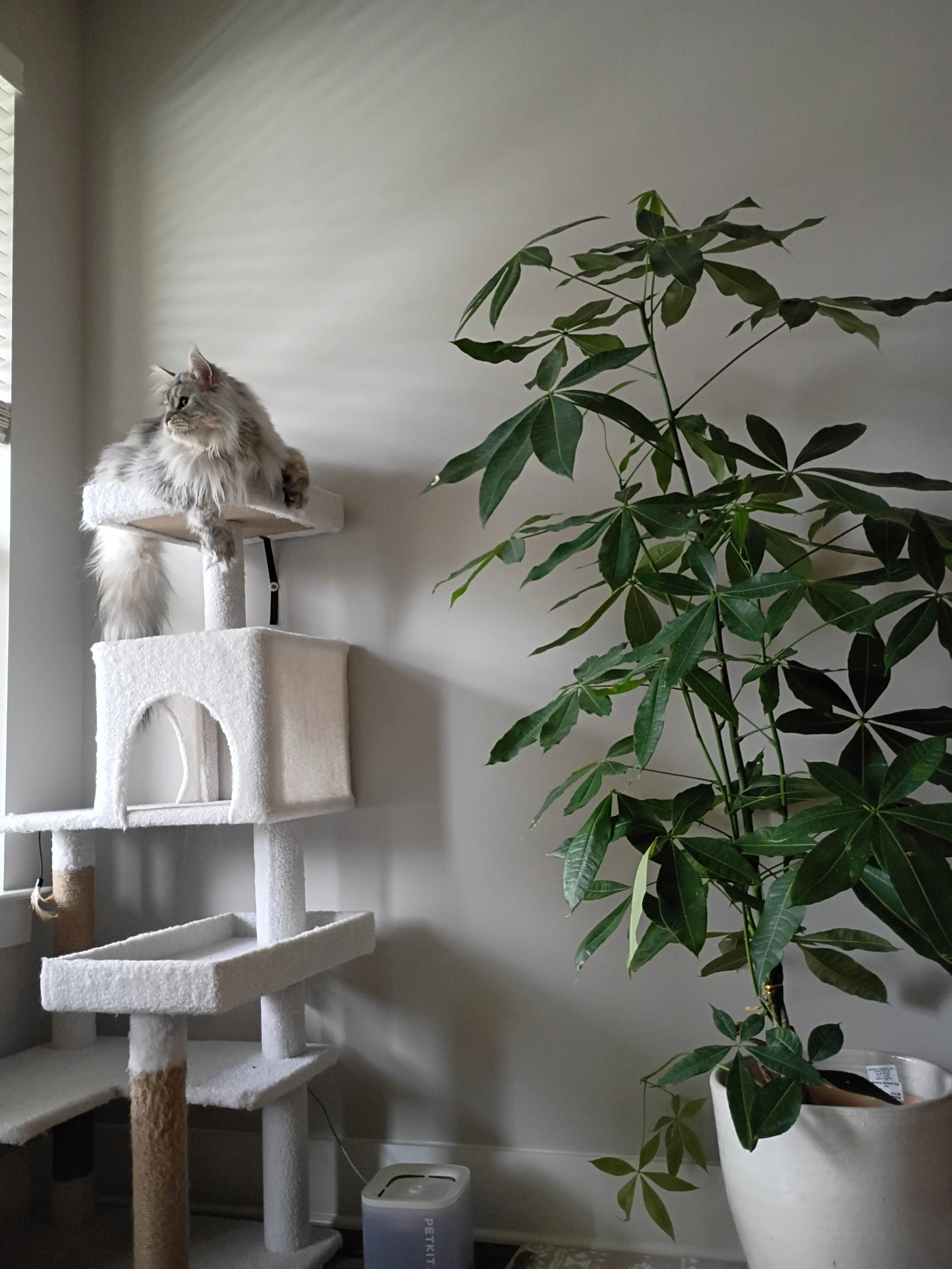 A fluffy gray cat with long hair and piercing eyes lounging on top of a white cat tree near a window, beside a large potted plant with glossy green leaves.