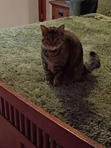 A tabby cat sitting on a green bedspread in a bedroom.