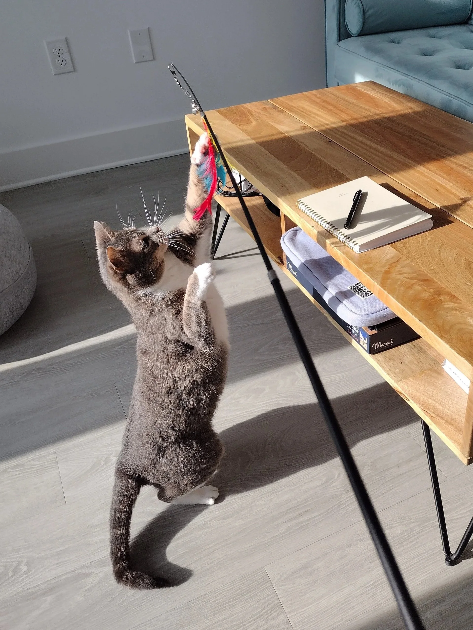 A grey and white cat standing on its hind legs, reaching up and playing with a colorful feather toy attached to a stick.