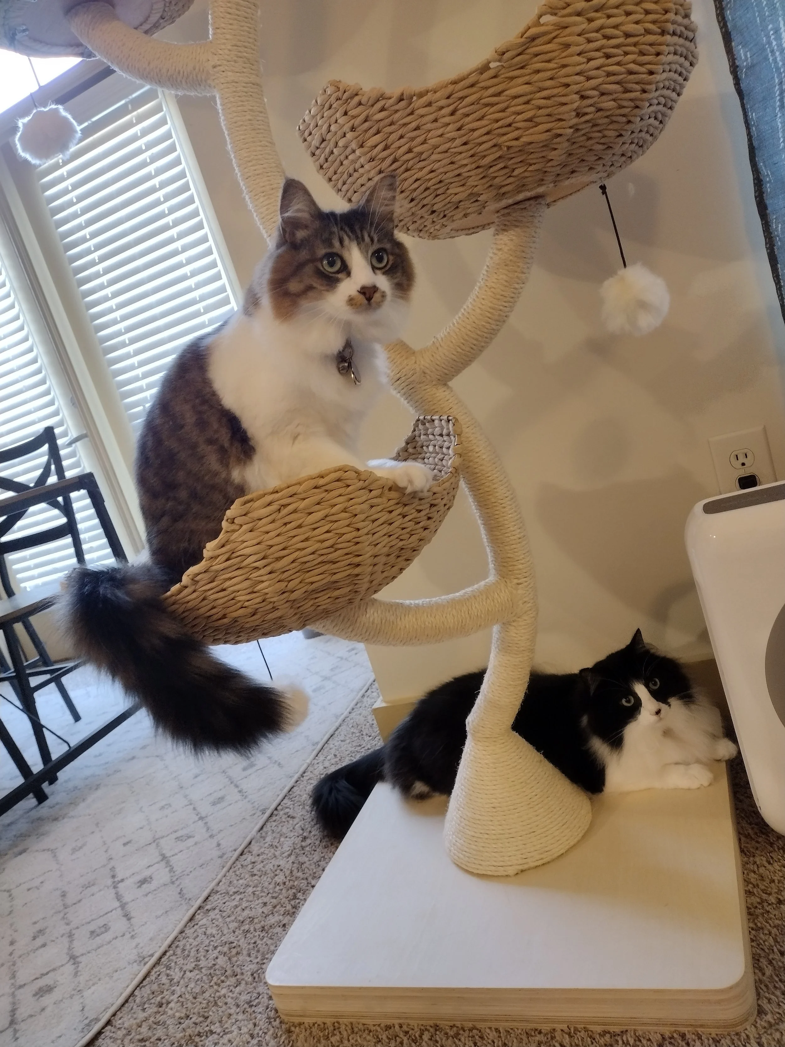 Two cats on a beige scratching post, with a window with blinds and dining chairs in the background.