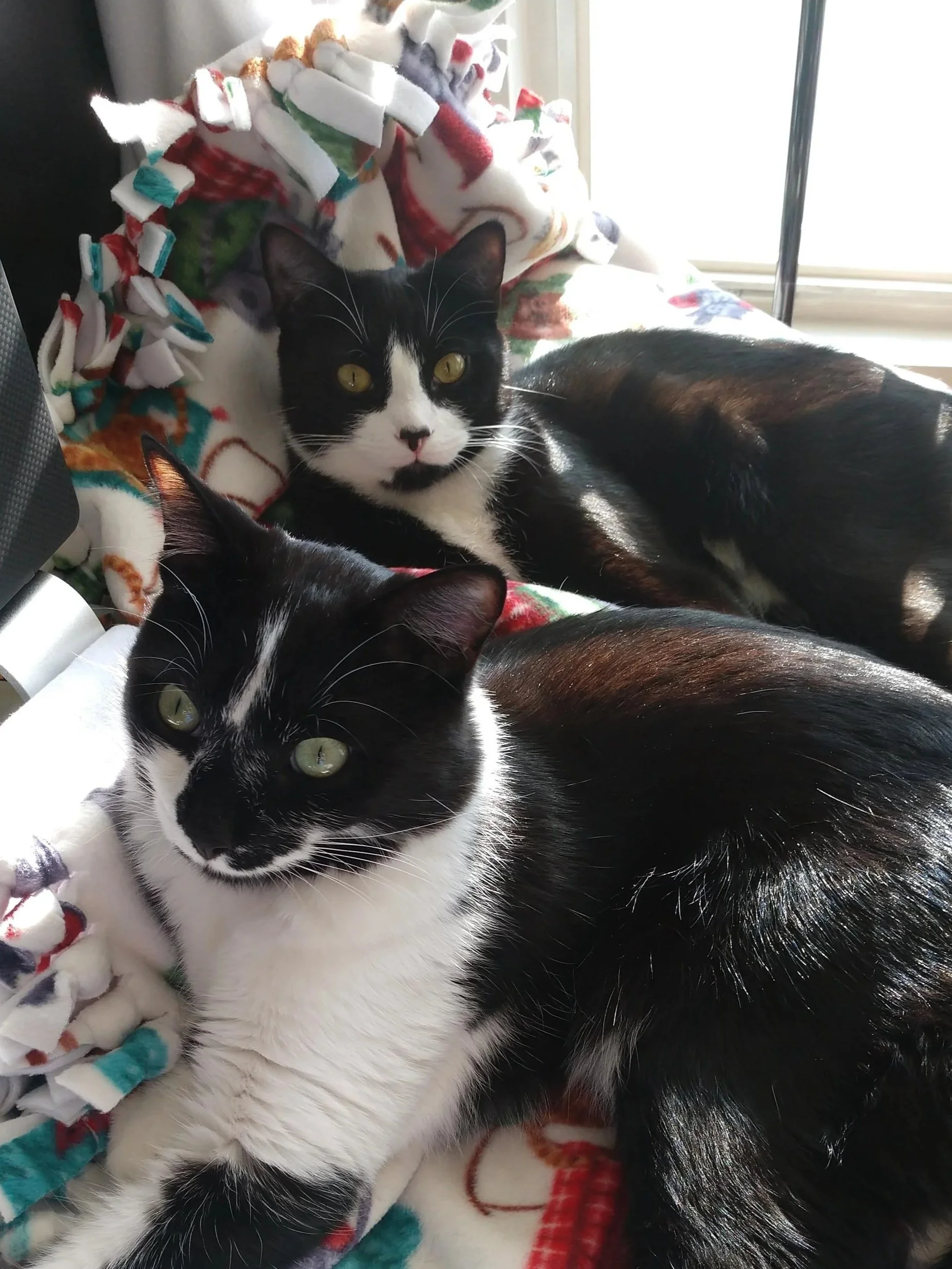 Two black and white cats lying on a blanket near a window, with sunlight shining on their fur.