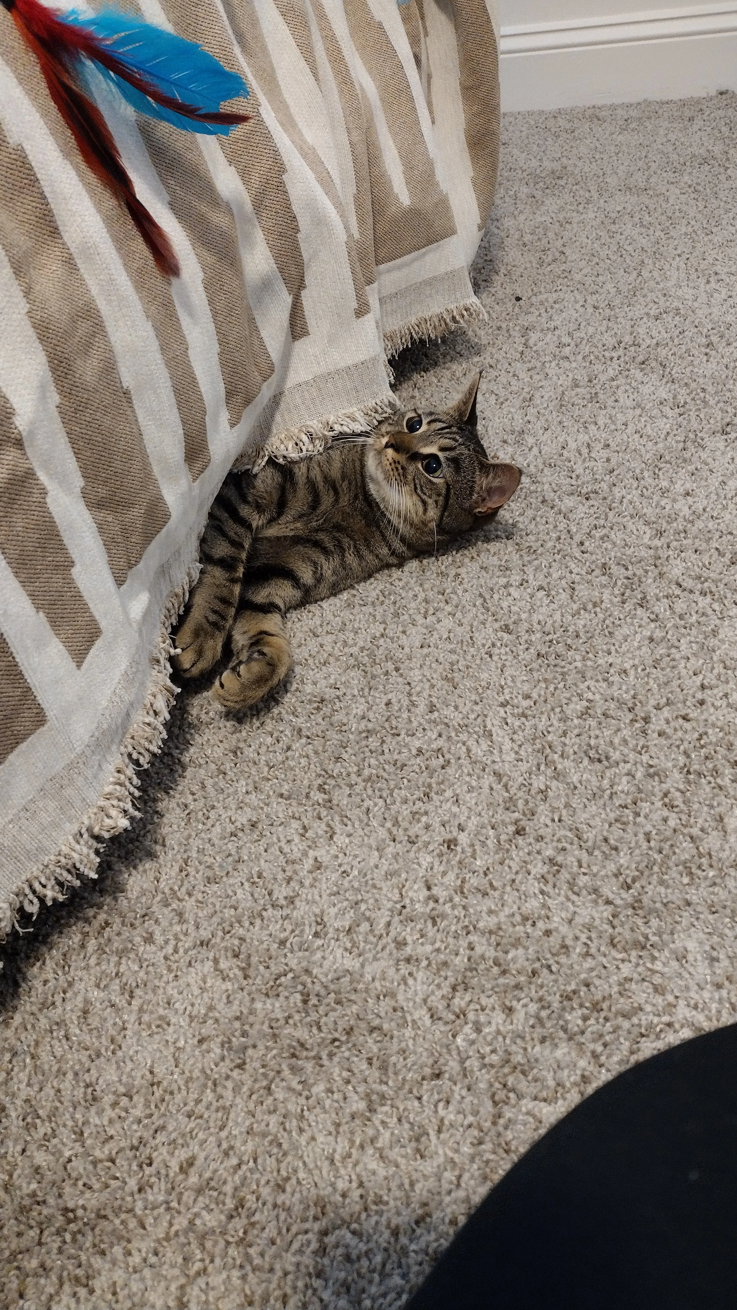 A tabby cat lying on beige carpet, peeking out from under a beige and white patterned curtain with blue and red feathers hanging nearby.