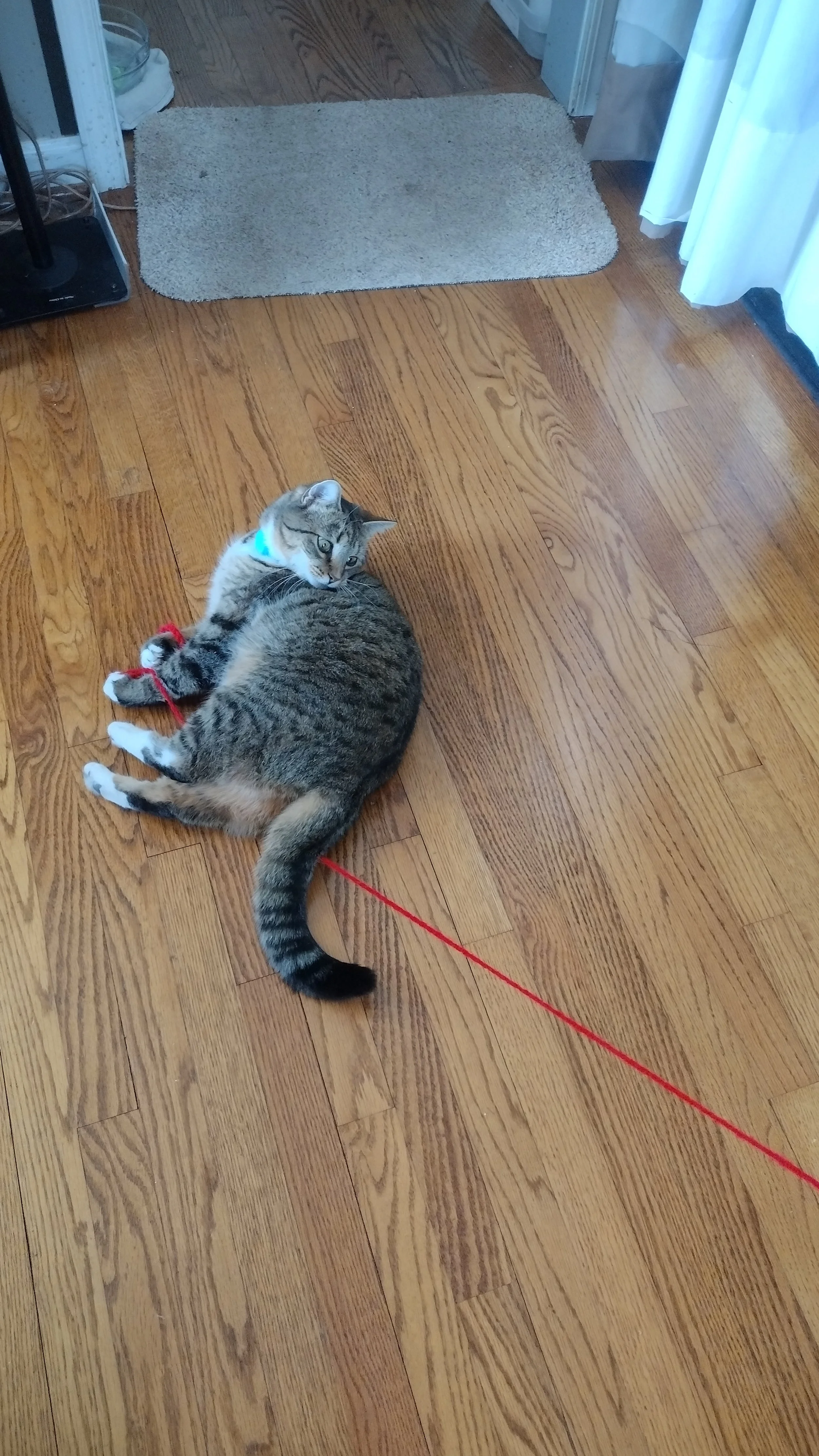 A tabby cat lying on a wooden floor, playing with a red string, looking at the camera, near a doorway with a beige rug and curtain.