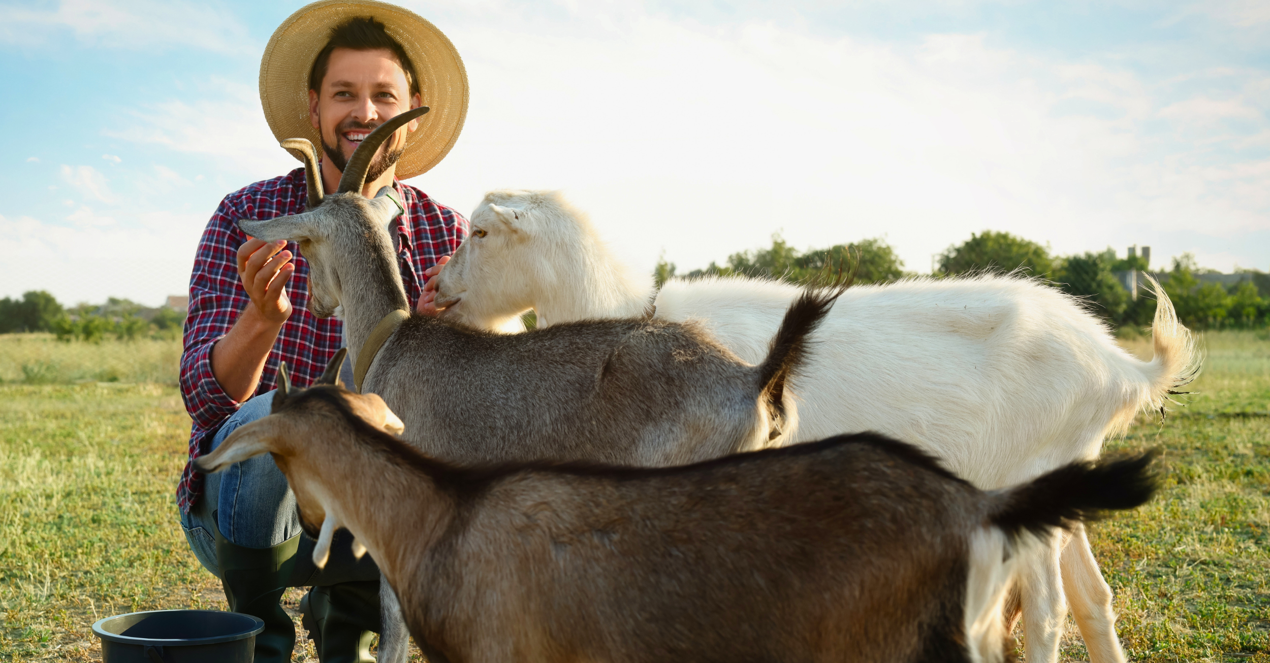 A man wearing a straw hat and plaid shirt kneeling on the grass with goats around him, outdoors during daytime.