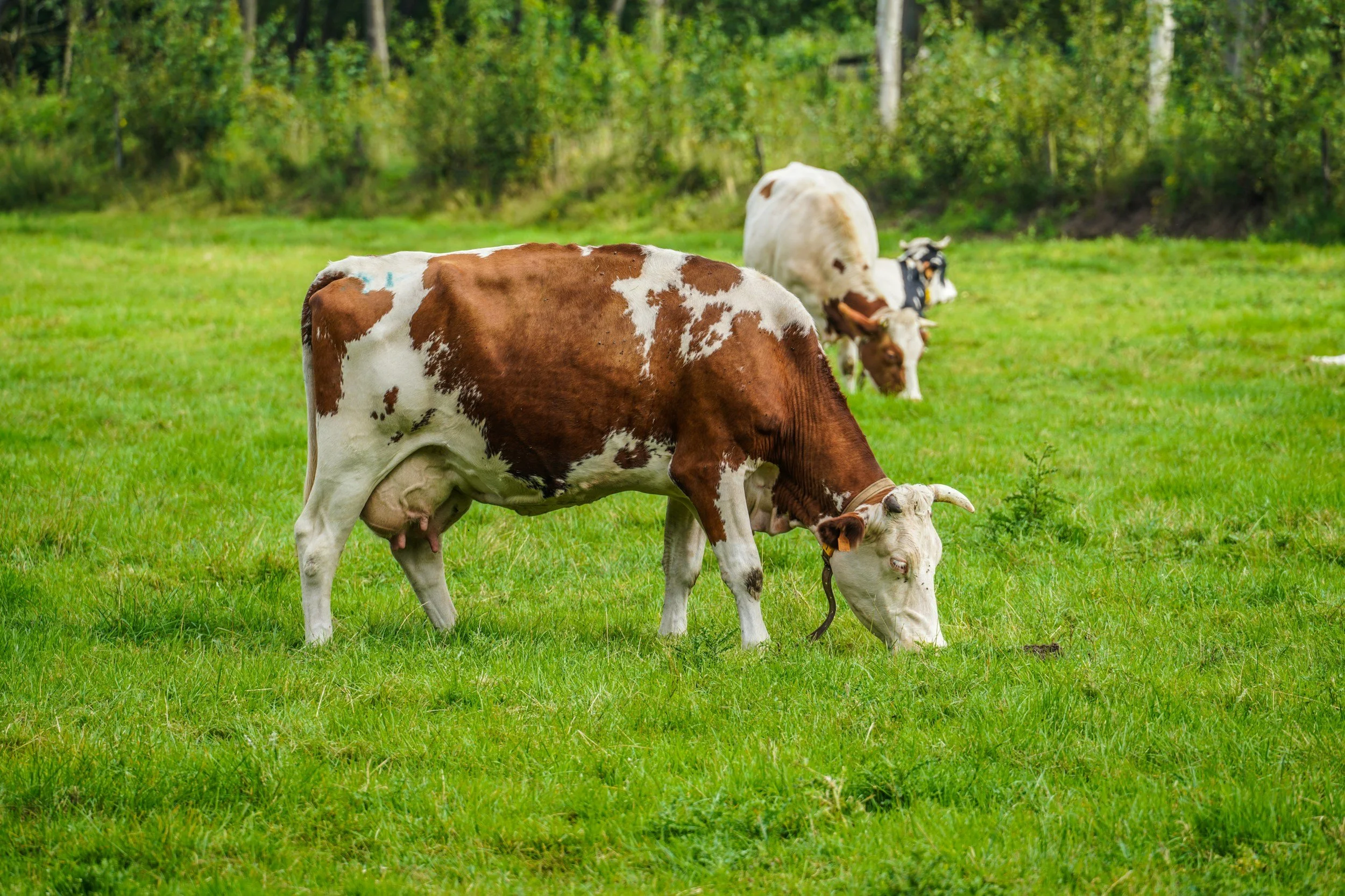 Several cows grazing on a lush green field with a forested background.