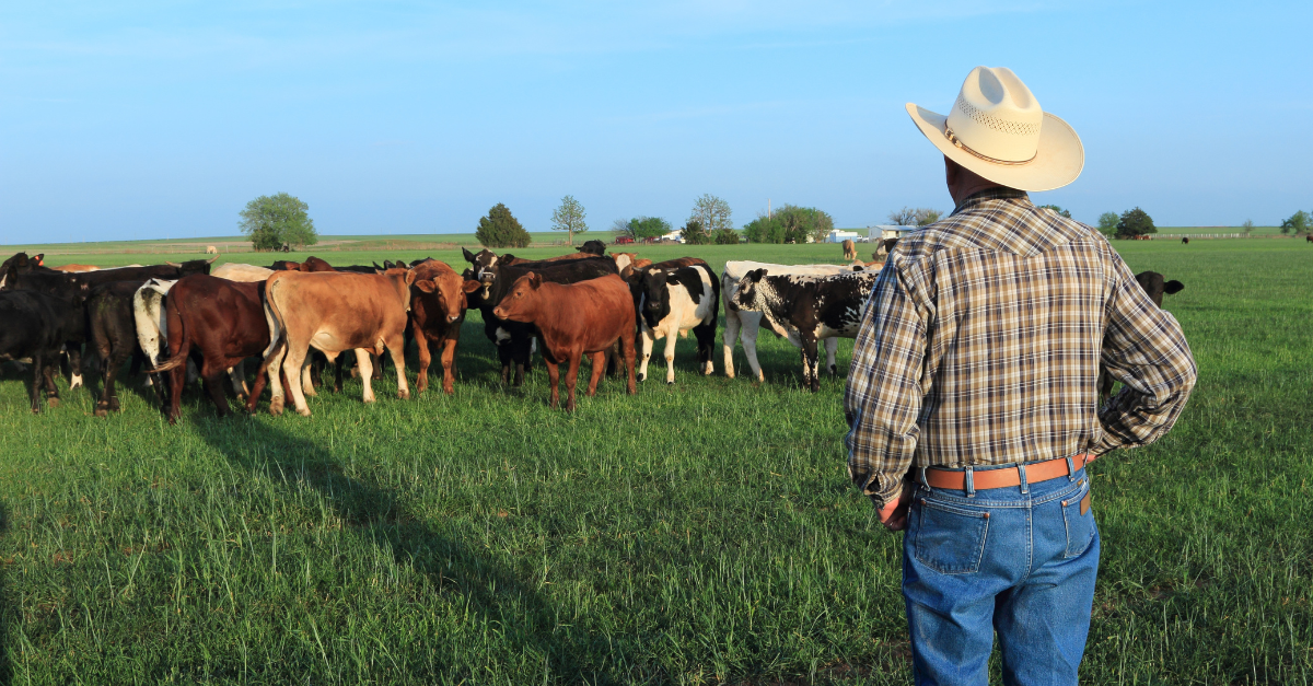 A man wearing a cowboy hat and plaid shirt stands on a green field facing cattle, with trees and farm buildings in the distance under a blue sky.