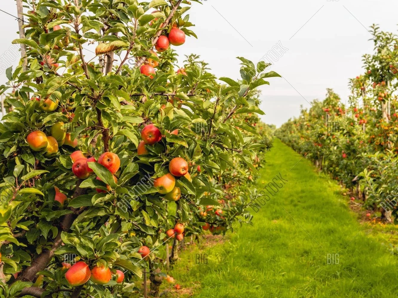 Gleaning