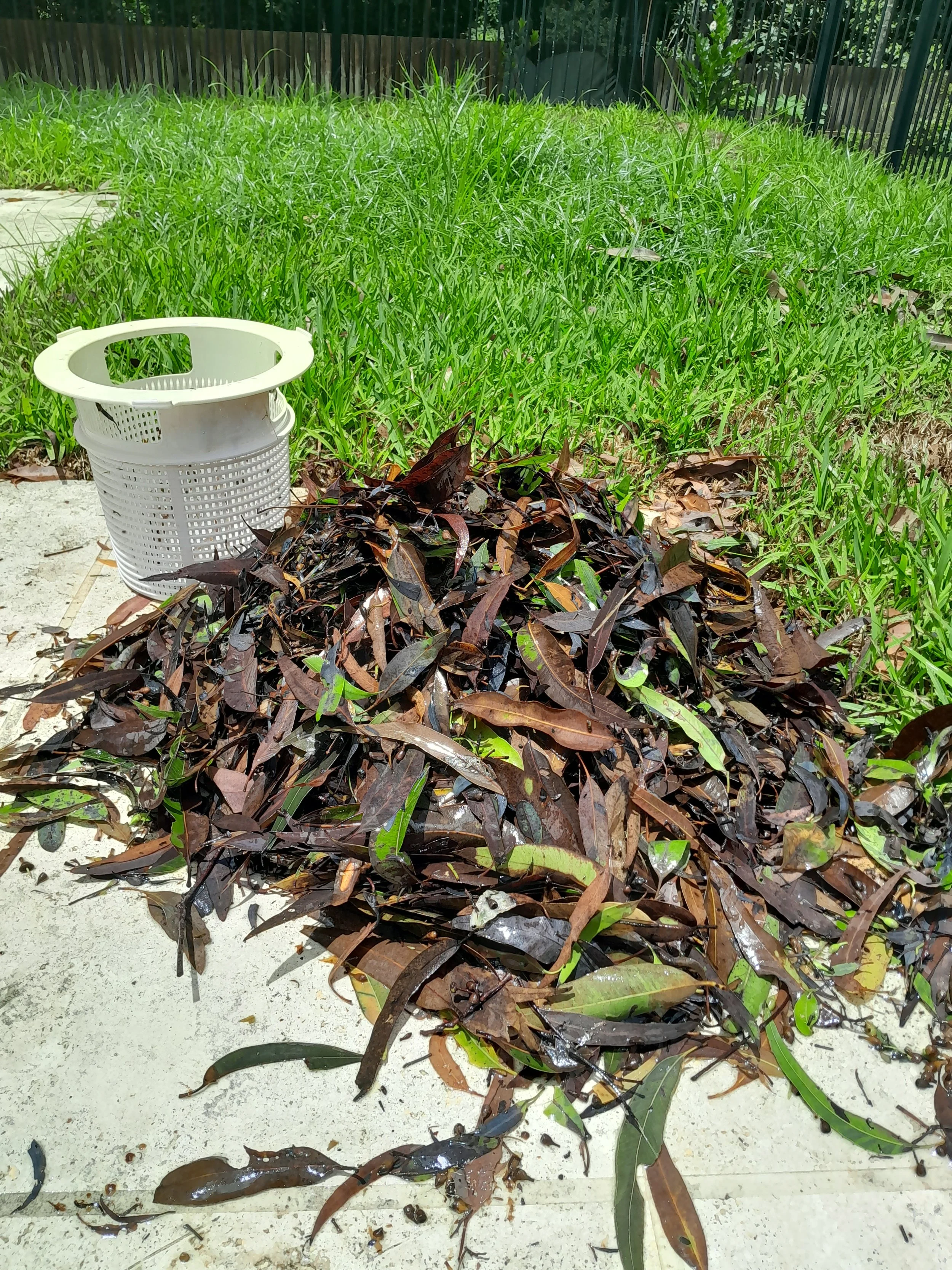 Leaf debris removed during the pool cleaning-system repair