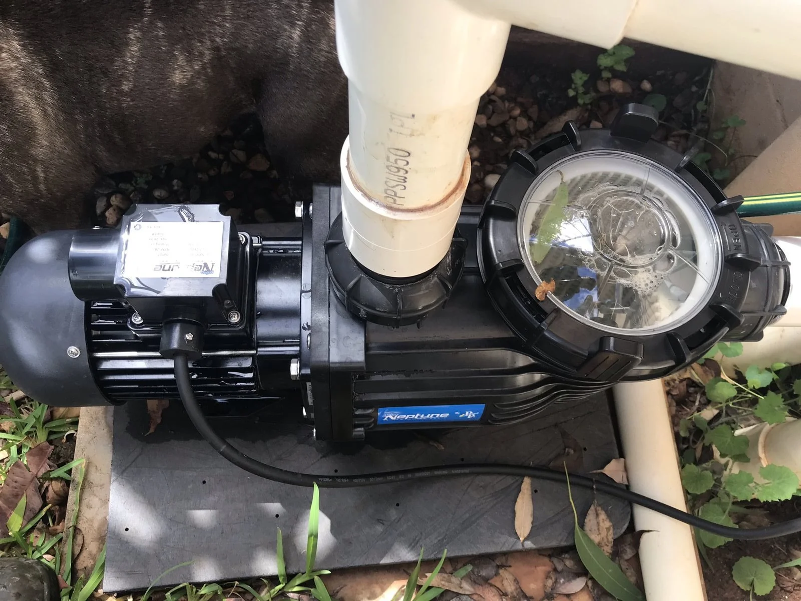 Replacement Neptune pool pump installed at the Buderim property