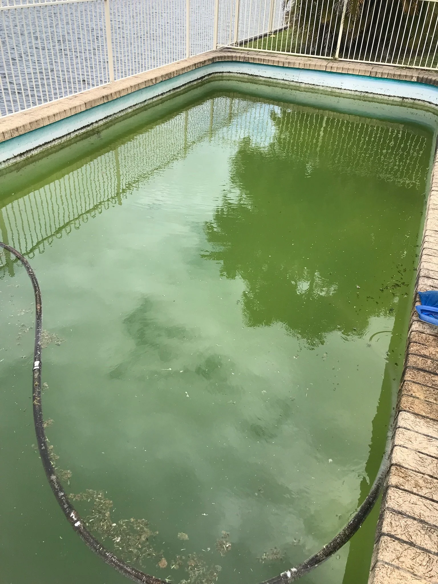 Ageing vinyl pool in Wurtulla with green water before recovery