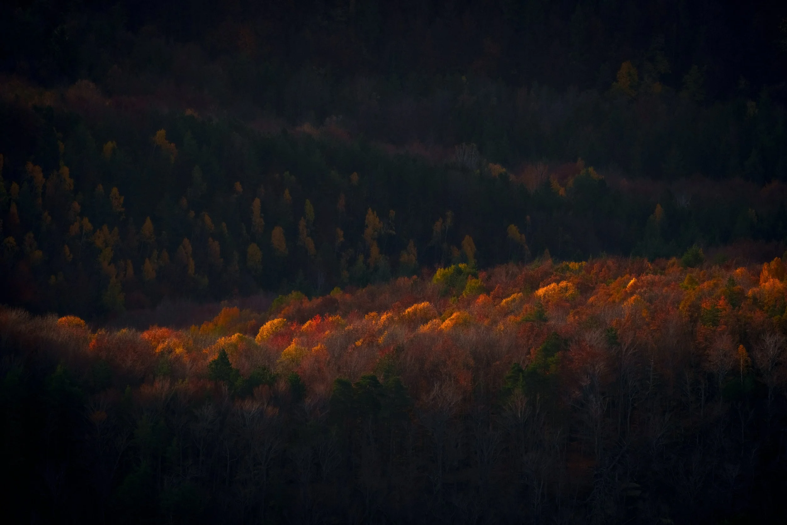 A landscape of a forest with trees in fall colors, with darker forested hills in the background.