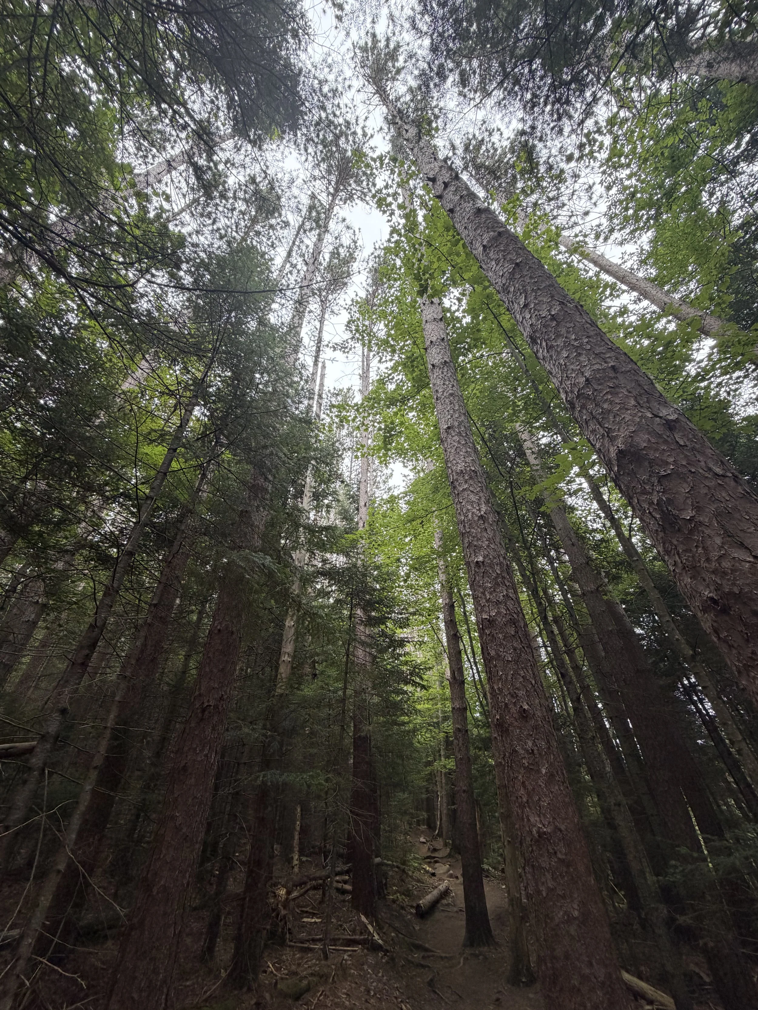 Mount Colden: Forest Trails and Adirondack Views