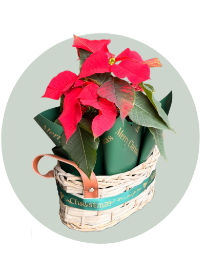 Poinsettia (1).png