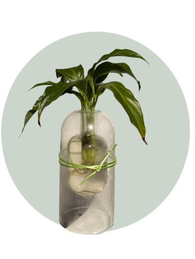 Green Whisper Vase Plant