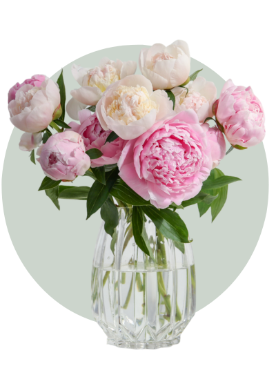 Peony.png