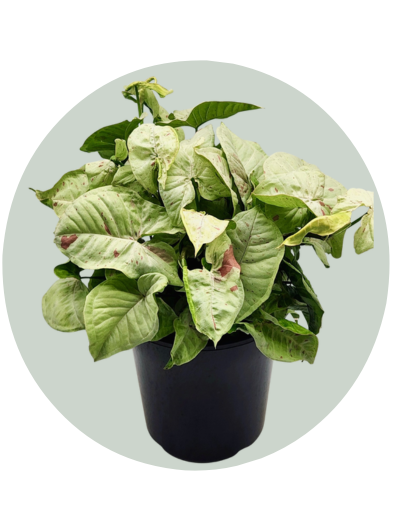 Syngonium Milk Confetti.png