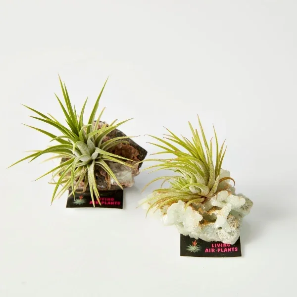 Air Plant On Crystal (Tillandsia) 2.webp