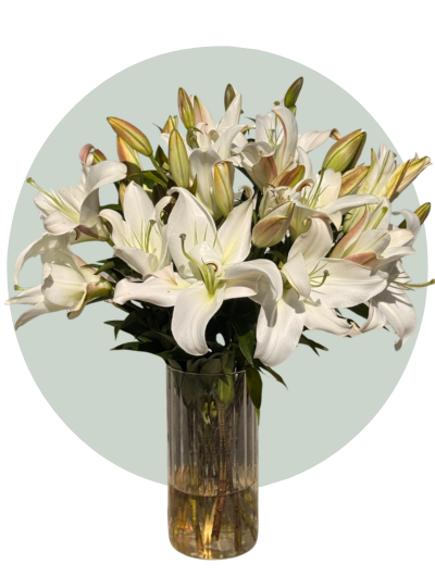 Radiant Elegance Lilies