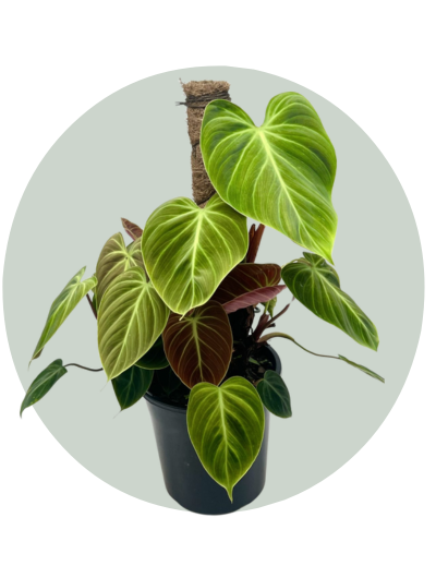 Philodendron El Choco Red