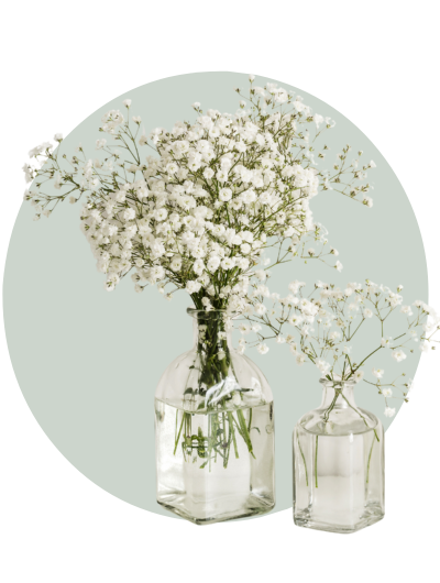 Baby’s Breath