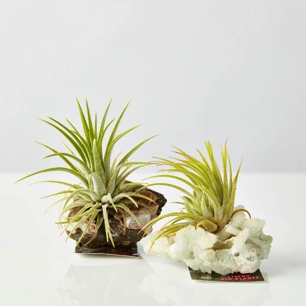 Air Plant On Crystal (Tillandsia).webp