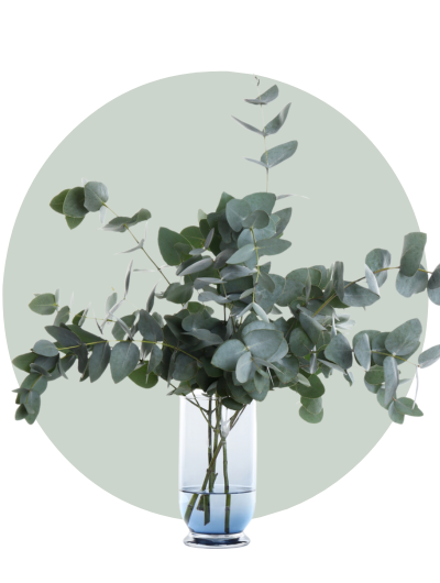 Eucalyptus Gum