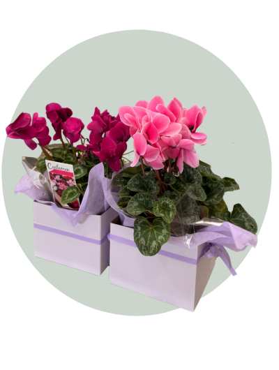 Cyclamen plant (1).png