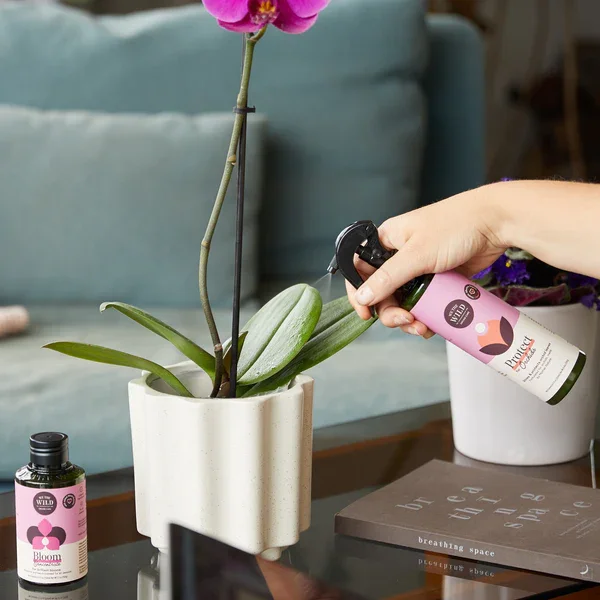 Orchid Protect Spray 2.webp