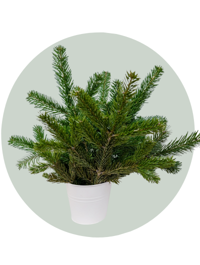 Christmas Spruce