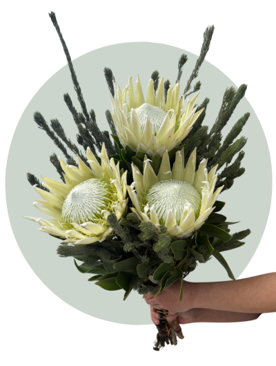 King Protea.png