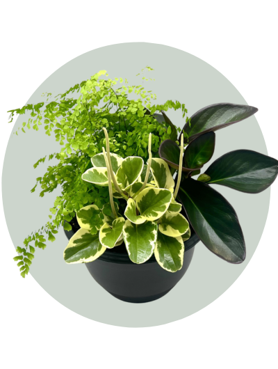 Triple Planted Indoor Garden