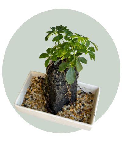 Plant Variety Ceramic 2 (3).png