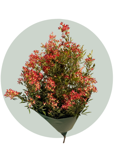 Christmas Bush