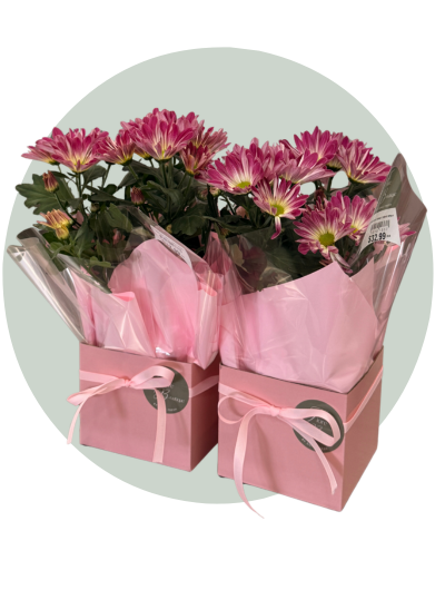 Chrysanthemum plant.png