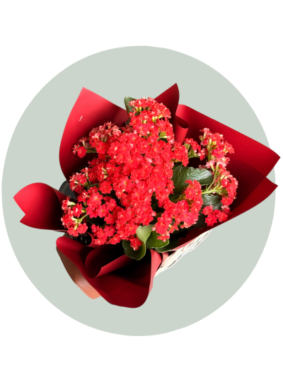 Red Kalanchloe (1).png