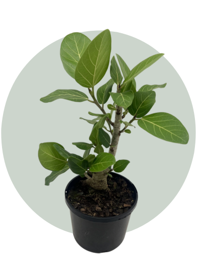 Ficus Benghalensis Audrey.png