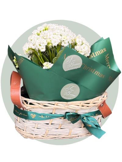 Kalanchoe