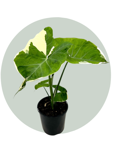 Mickey Mouse Alocasia