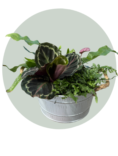 Plant Variety Tin 2.png