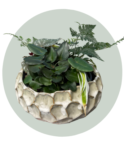 Plant Variety Ceramic 2.png