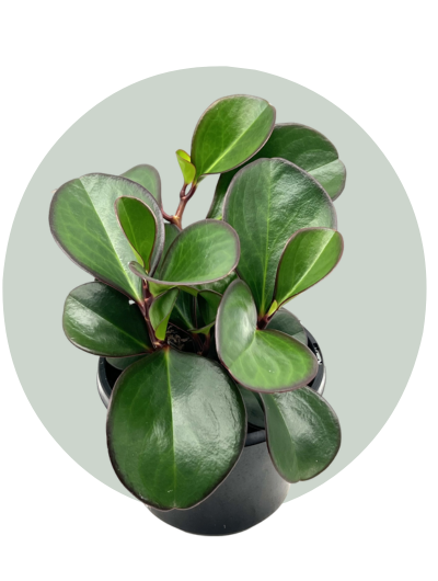 Peperomia Clusiifolia