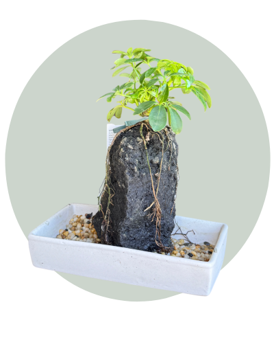 Plant Variety Ceramic 2 (2).png