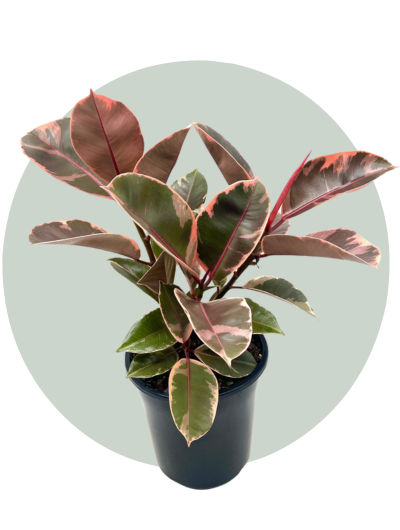 Ficus Elastica Ruby