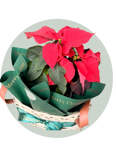 Poinsettia.png