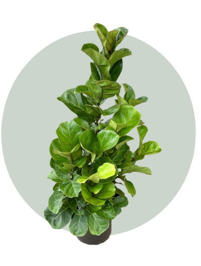 Fiddle Leaf Fig
