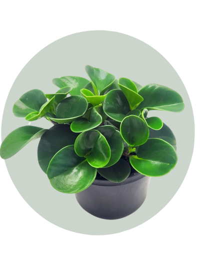 Peperomia Jade