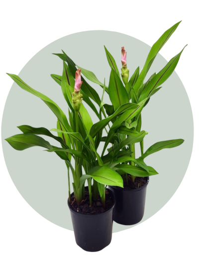 Curcuma Siam Tulip